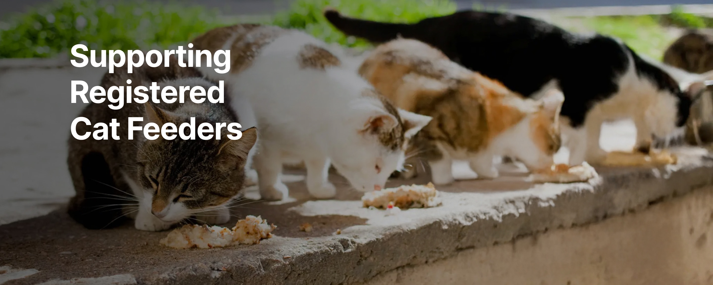 header dsk Cat feeders